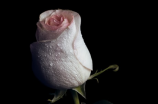 蔷薇花语——最美的爱情表白方式