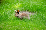 你知道公羊兔这种神奇的动物吗？
